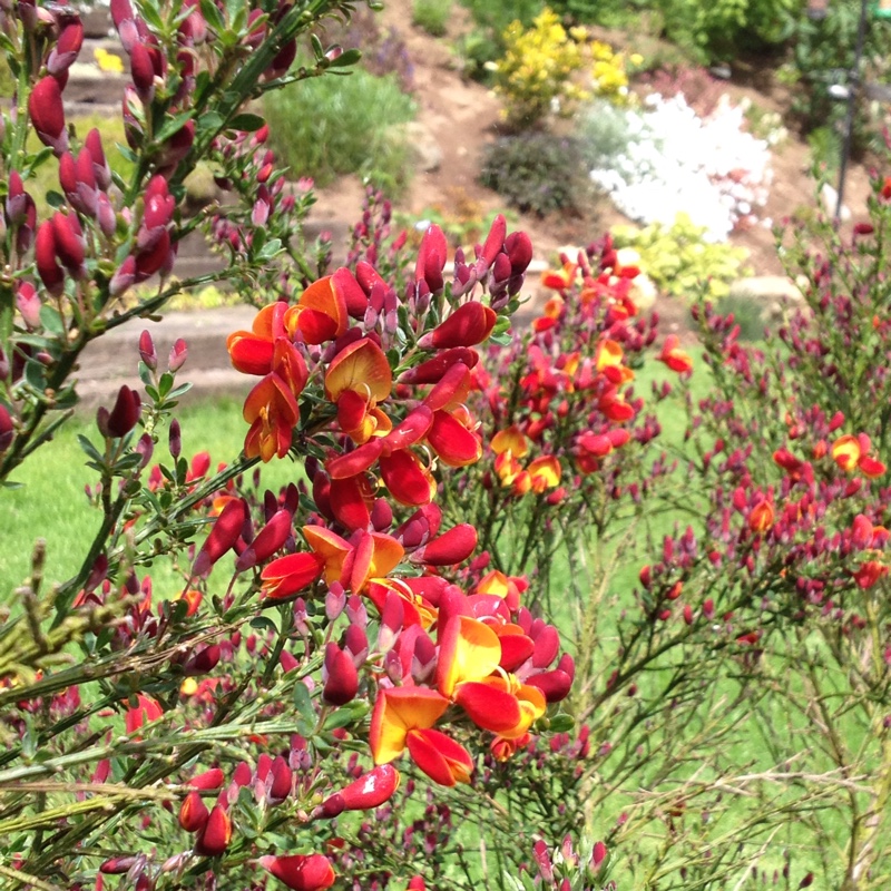 Plant image Cytisus