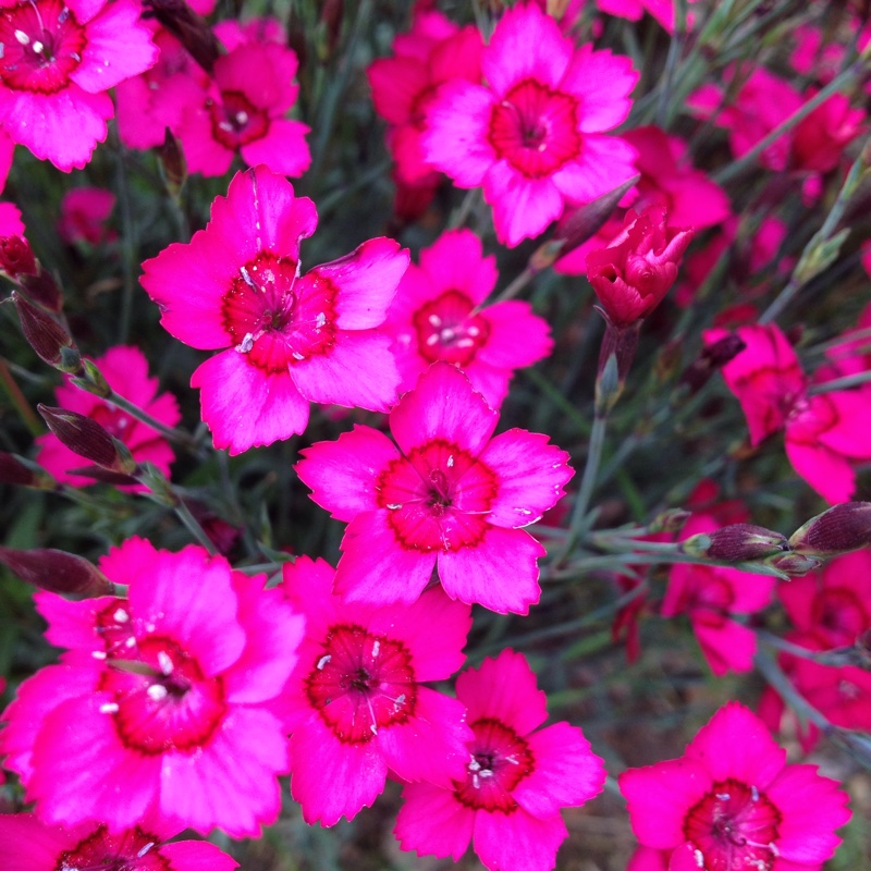 Sweet William