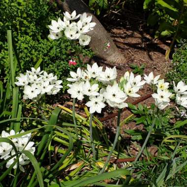 Ornithogalum arabicum