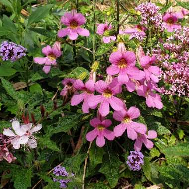 Rehmannia elata