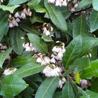 Elaeocarpus Reticulatus