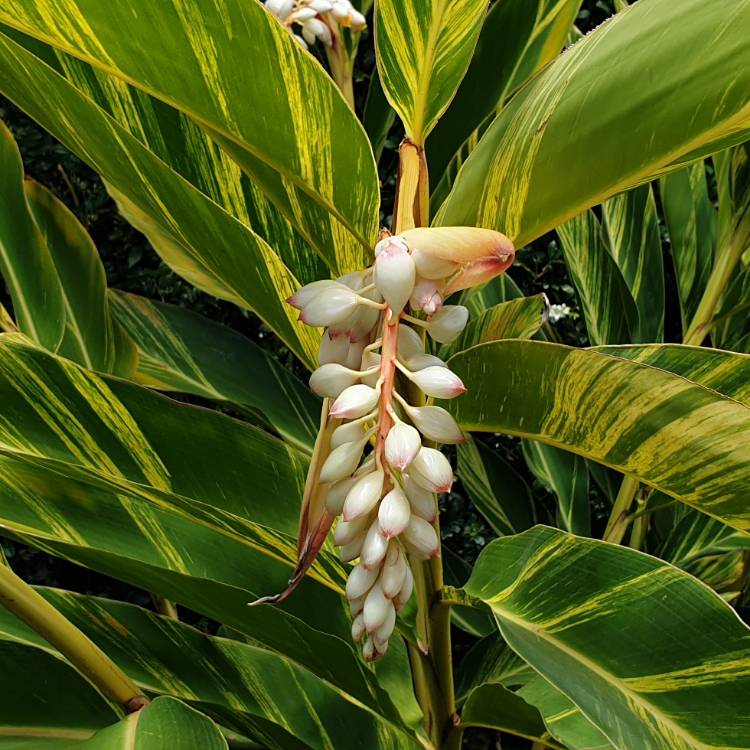 Plant image Alpinia zerumbet 'Variegata'