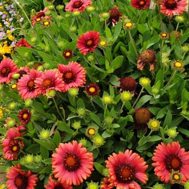 Gaillardia x grandiflora 'Mesa Red' (Mesa Series) syn. Gaillardia 'Red'