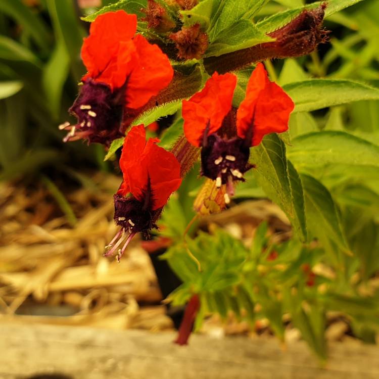 Plant image Cuphea llavea