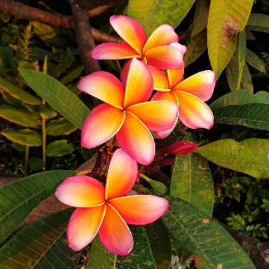 Plumeria rubra 'Sorbet Ripple'