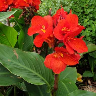 Canna 'Tropical Ruby'