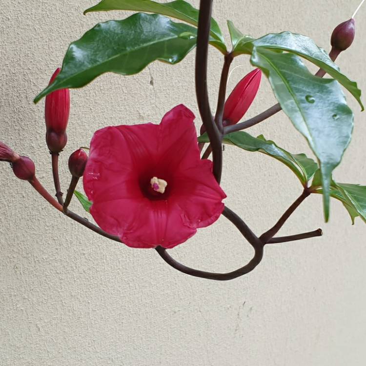 Plant image Ipomoea horsefalliae var 'brigseii'