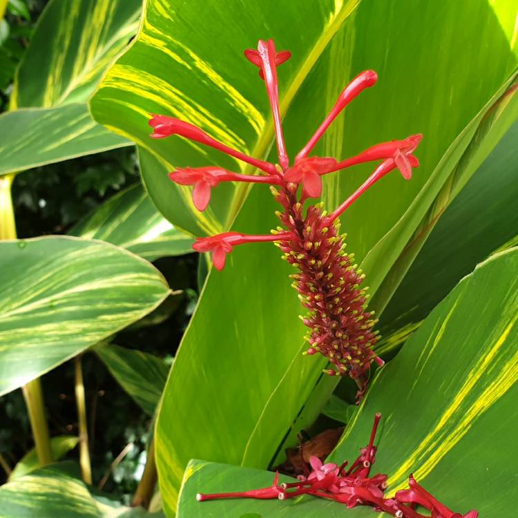 Plant image Odontonema cuspidatum syn. Thyrsacanthus cuspidatus