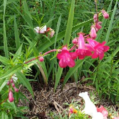 Penstemon 'Andenken an Friedrich Hahn' syn. Penstemon 'Garnet'