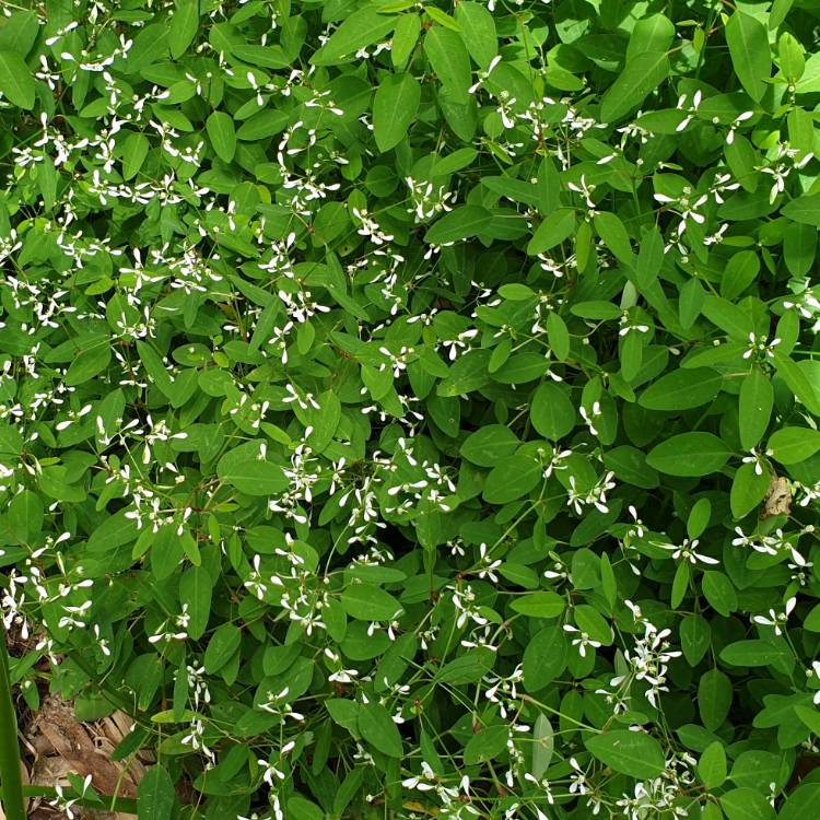 Plant image Euphorbia leucocephala 'Snow Flake'