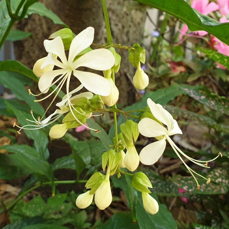 Plant image Clerodendrum wallichii