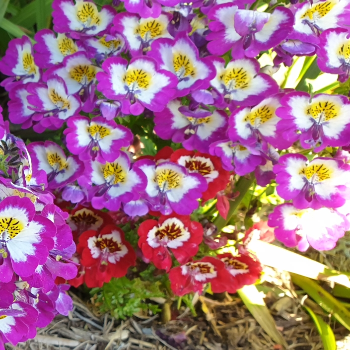 Plant image Schizanthus pinnatus