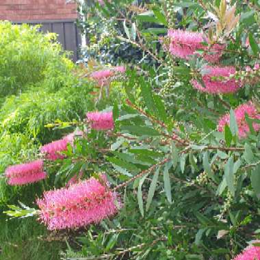 Callistemon viminalis 'Pink Alma'