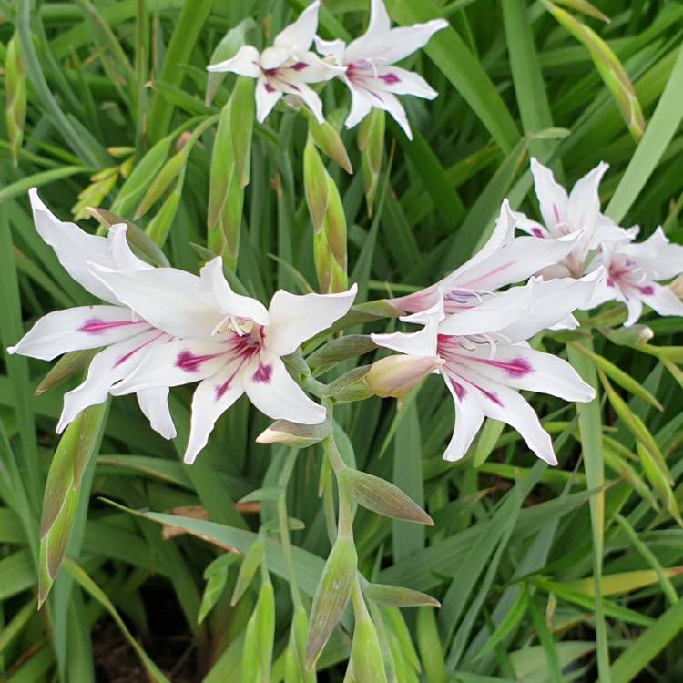 Plant image Gladiolus 'Blushing Bride' syn. Gladiolus nanus 'Blushing Bride', Gladiolus x colvillei 'Blushing Bride'