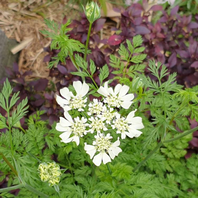 Plant image Orlaya Grandiflora