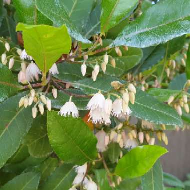 Elaeocarpus Reticulatus