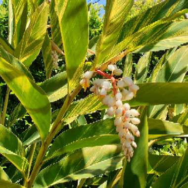 Alpinia zerumbet 'Variegata'