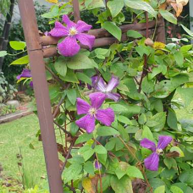 Clematis viticella 'Polish Spirit'