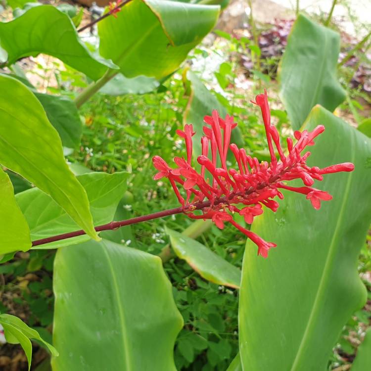 Plant image Odontonema cuspidatum syn. Thyrsacanthus cuspidatus