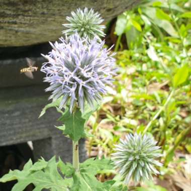 Echinops bannaticus 'Blue Glow'