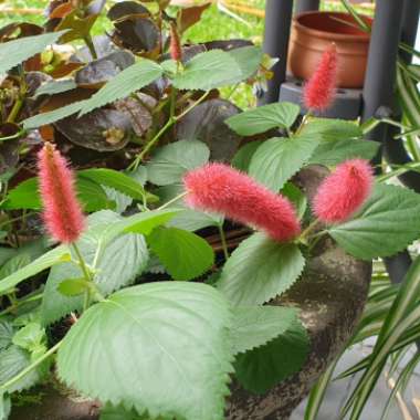 Acalypha pendula