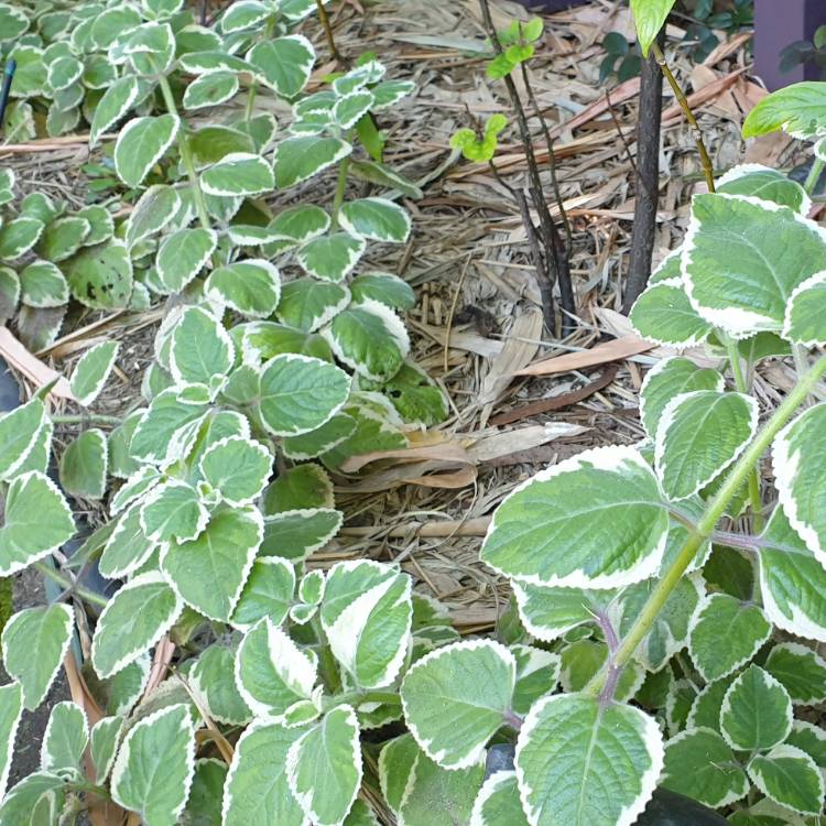 Plant image Coleus amboinicus 'Variegatus' syn. Plectranthus amboinicus 'Variegatus'