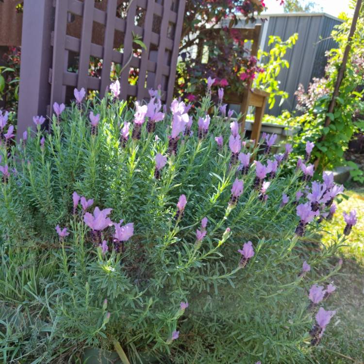 Plant image Lavandula 'Avonview'