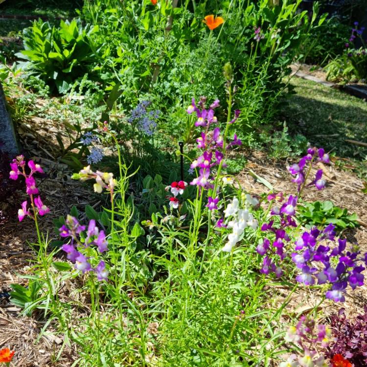 Plant image Linaria 'Fairy Bouquet Mixed'