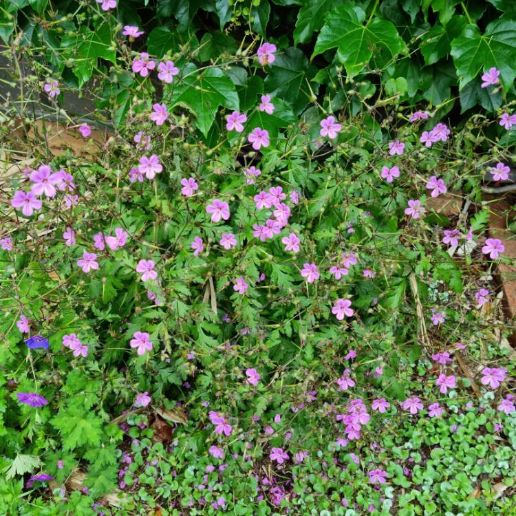 Plant image Geranium yeoi