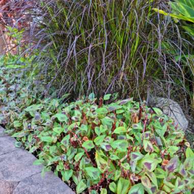 Persicaria microcephala 'Red Dragon'