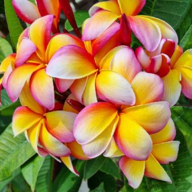 Plumeria rubra 'Sorbet Ripple'