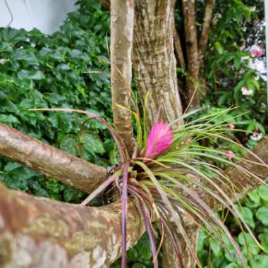 Wallisia cyanea syn. Tillandsia cyanea