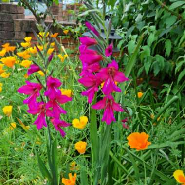 Gladiolus carneus