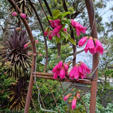 Tecomanthe Dendrophylla