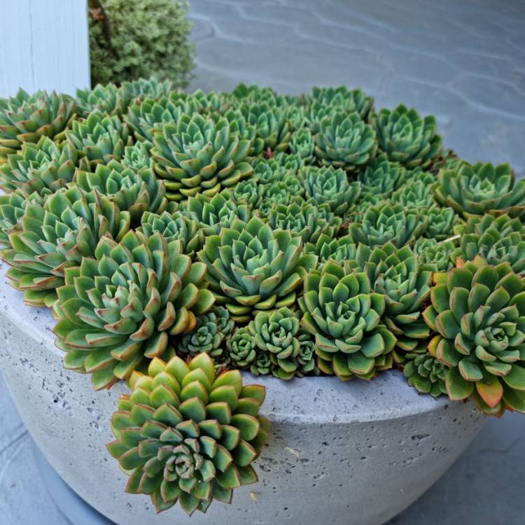 Plant image xSedeveria