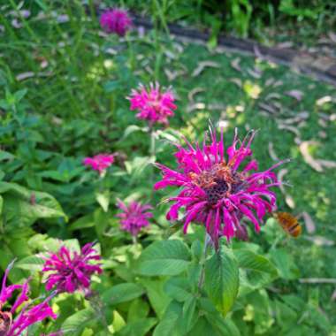 Monarda