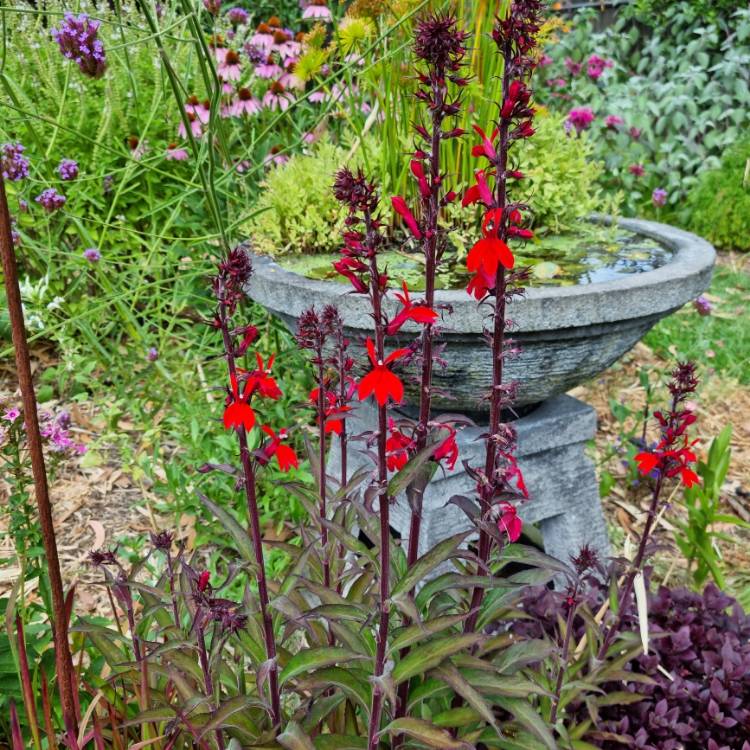 Plant image Lobelia x speciosa 'Fan Scarlet'