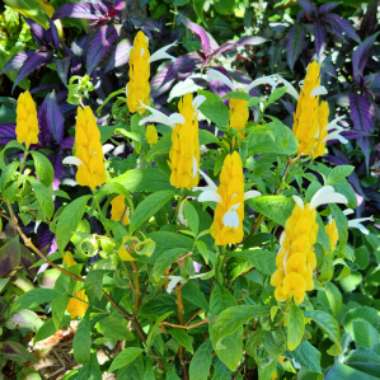 Pachystachys lutea