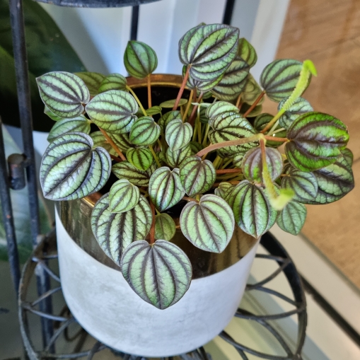 Plant image Peperomia 'Piccolo Banda'