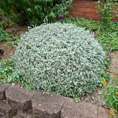 Helichrysum petiolare