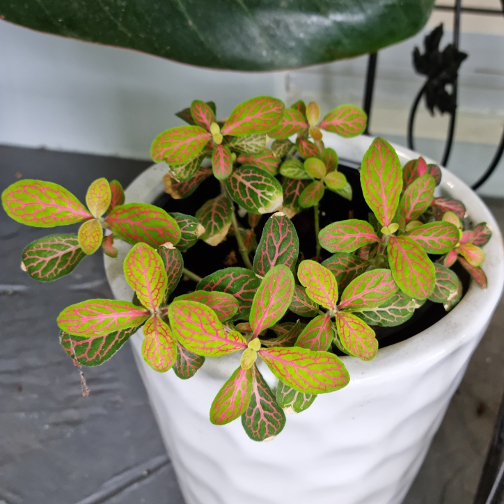 Plant image Fittonia hybrid 'Jade'