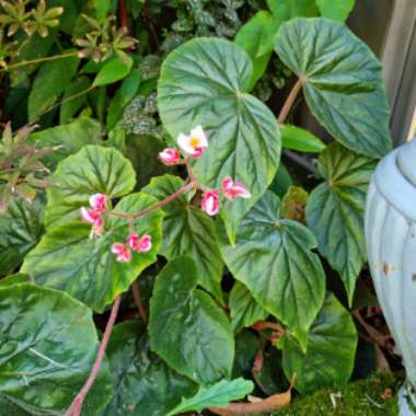 Begonia Scharfii