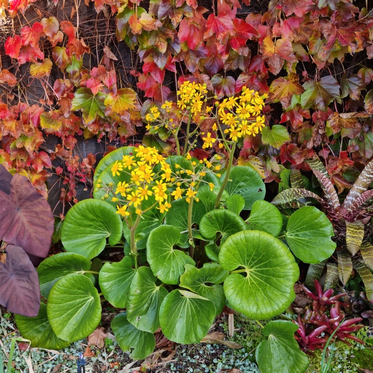 Plant image Ligularia reniformis