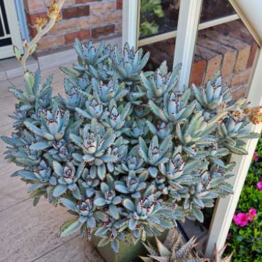 Kalanchoe tomentosa