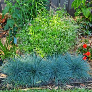 Festuca glauca