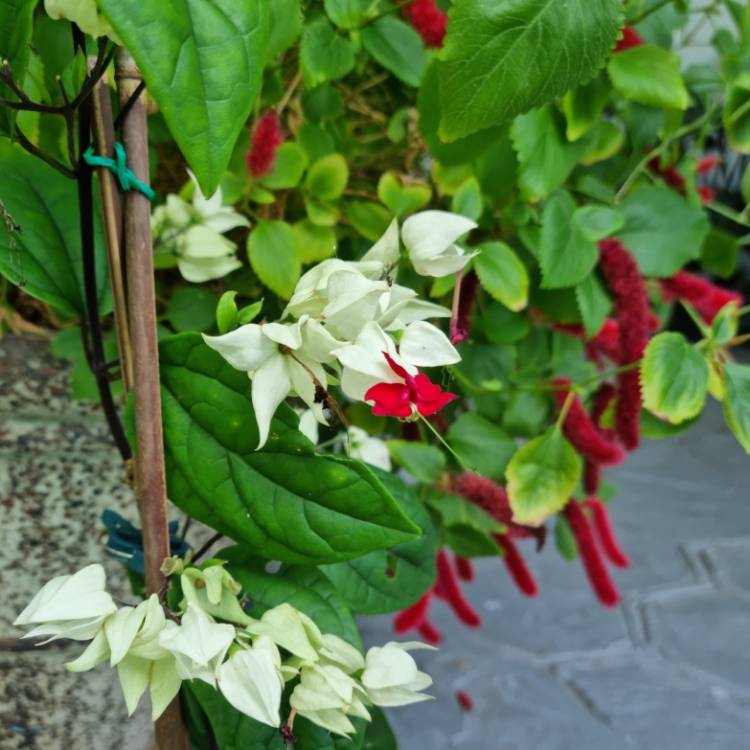 Plant image Clerodendrum thomsoniae