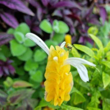 Pachystachys lutea