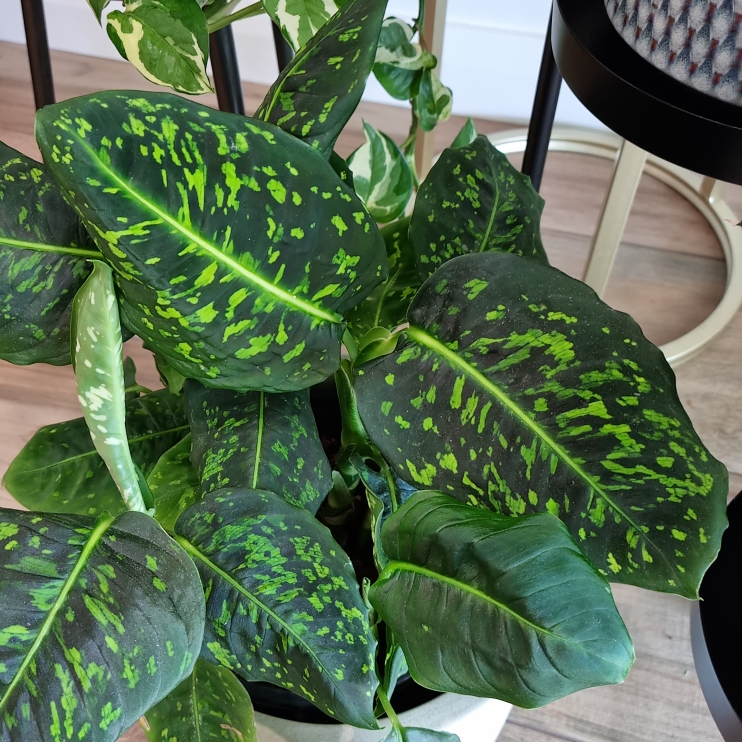 Plant image Dieffenbachia ‘Reflector'