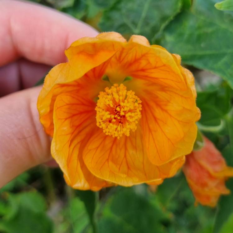 Plant image Abutilon