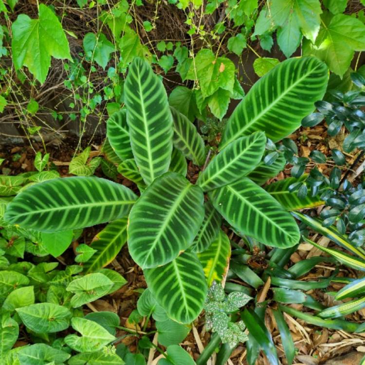 Plant image Goeppertia zebrina syn. Calathea zebrina